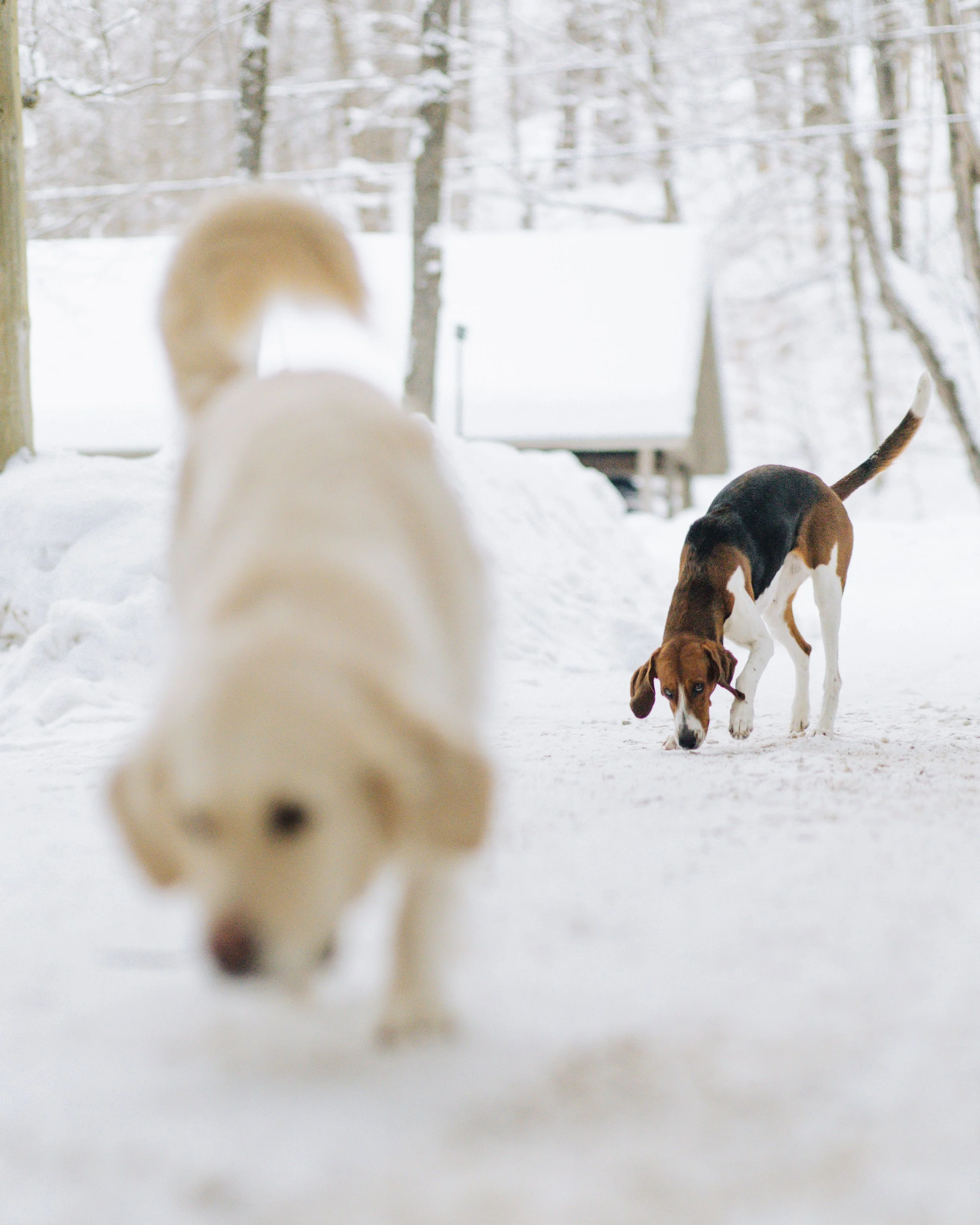 Can You Train the Hunt Out of a Hound? — Charlotte Lehman